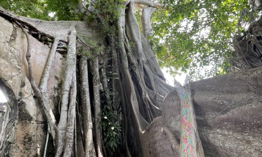 Isabelle arvers paints on coco trees at the slave steps in petit canal Guadeloupe