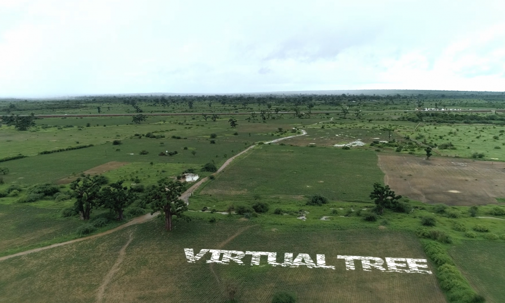 Restitution Virtual tree Voyage au coeur des arbres